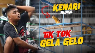 Download KENARI MUNGIL JAGO GOYANG !! TIKTOK GELA GELO MP3