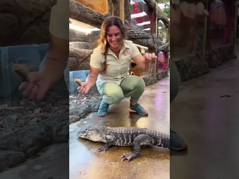 Got a fierce little crocodile 🐊 who’s hangry! 🍗