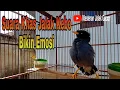 Download Lagu Pancingan Jalak Kebo Muda dengan Suara Khas Jalak Kebo Gacor Bikin Emosi Jalak Lainnya