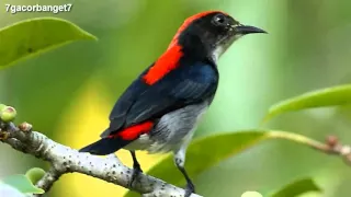 kicau burung cabai merah chirp of bird