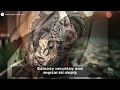 Top 8 Pisces Tattoo Ideas Designs Meanings Inspiration