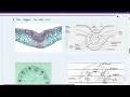 AS Biology 9700 Paper 34 | All Required Plan Diagrams for Practical Exam + Tips