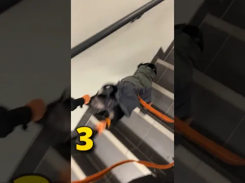 Never Let Your Dog Use The Stairs 🐕