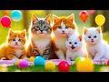 Download Lagu ANAK KUCING MEONG MEONG - kucing berantem - kucing kawin - KUCING PERSIA LUCU #kucinglucu