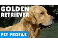 Golden Retriever Pet Profile Bondi Vet