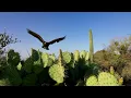 Download Lagu Richy Mitch and The Coal Miners - Evergreen (Nature Visuals) (4k 120FPS)