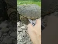 Picking leeches off a snapping turtle
