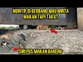 Download Lagu This Cat Was Hungry, Just Peeking at the Gate and Watching His Friend Eat. See the Ending..‼️