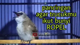 Download Memancing trucuk agar ikut bunyi ropel MP3