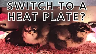 Chick Brooder Heating Plate Will We Switch From Heat Lamps