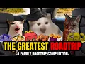 Cat MEMES THE GREATEST ROADTRIP COMPILATION EXTRA SCENES