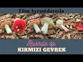 KIZIL GEVREK (Russula sp.) TÜM AYRINTILARIYLA [Tanıtım 15/2021)