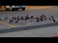 Blackbird aka The Crow Funeral Service 830512830