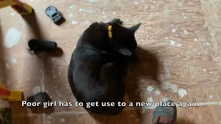 Fall in Maine while Back to Work