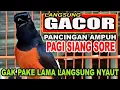 Download Lagu Murai batu gacor terampuh bikin lawan emosi seketika.Buktikan di jamin langsung ON fire