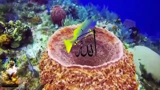 مولاي للشيخ النقشبندي و المنشد ماهر محمود 