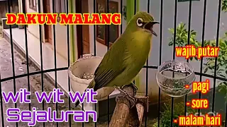 Download DAkUN MALANG || nembak wit wit sejalur bikin emosi lawan TERBARU 2023 MP3