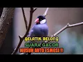 Lagu Suara Pancingan Burung GELATIK BELONG Gacor Abis