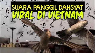 t nxi ni odesh ngy n suara panggil burung walet vietnam how to call swift bird