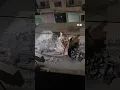 Download Lagu Israeli bulldozer destroys street in Jenin