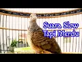 Download Lagu Suara Slow tapi Merdu Perkutut Bangkok Gacor