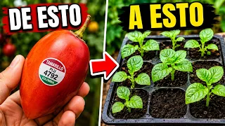 Así Germiné un TOMATE DE ÁRBOL o TAMARILLO Del Supermercado || La Huertina De Toni