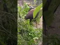 Download Lagu Anoa Ngamuk #laguviral #anoa #edit #memes #ragunan #kenalisatwaliar