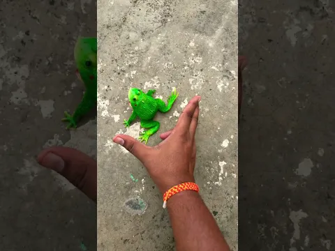 Catch big frogs funny | Try don't laugh | wepwep catching frogs make you laugh 🐸 #shortsviral #frog
