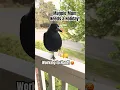 Download Lagu MAGPIE Mum, PLEASE take a break! 💖#magpie #bird #busy #tricks