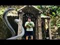 Download Lagu The young man went into the forest to make a living and accidentally encountered a ferocious leopard