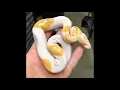 Man accidentally breeds python with 3 smiley face emojis sells it for 6000 4 3 L Really News