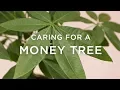 Download Lagu How To Care For A Money Tree