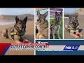 St Louis airport security dog makes TSA s Cutest Canine semifinals