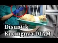 Download Lagu Kucing Sakit ❗disuntiknya 4x sama di infus