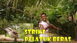 Download Cara Memikat Burung Pelatuk Dengan Pulut - Cara Menangkap Burung Secara Traditional MP3