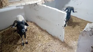 هنا تباع الرادسة منذ 30 سنة الأبطال بدأت من هنا 