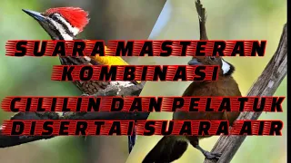 masteran cililin dan pelatuk jernih masteran kombinasi