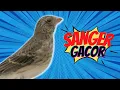Download Lagu Masteran Burung Sanger Tajam