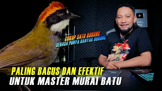 paling bagus dan efektif cukup satu burung serasa punya banyak masteran