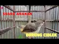 Download Lagu Suara Anakan Ciblek Memanggil
