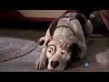 The Little Rascals cast 1994 Where Are They Now