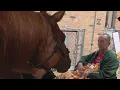 Equine Therapy