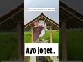 Download Lagu mainan baru #drummer #drums #music #kucingmeme #funny #memengakakkocak #cat #memes #youtubeshorts