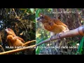 Download Lagu Anak burung Emprit Sampai Gacor ??berapa Bulan, ikuti vido ini sampai tuntas