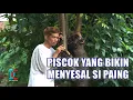 Lagu Piscok Yang Bikin Menyesal Si Paing