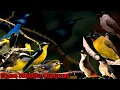 Download Lagu Suara Pikatan Burung Kejepit dan Burung Kutilang  ll pikatan paling mantap dan di jamon jitu