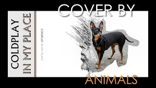 Download Coldplay - In My Place (cover by animals) MP3