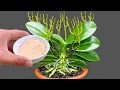 Download Lagu Strooi gewoon over orchideeënpotten! Er ontkiemden meteen veel nieuwe bloemtakken!