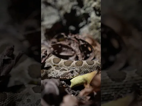 This Snake Kills 50 People Every Day