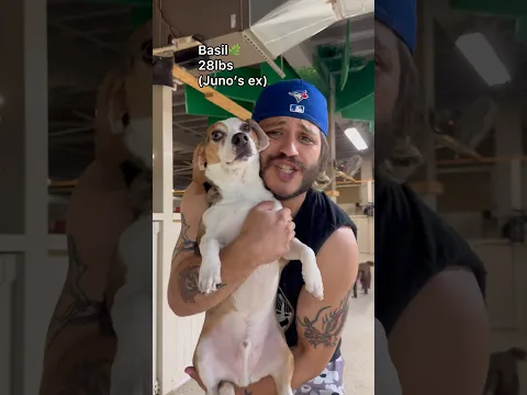 Picking up dogs that weigh 20-30 pounds at dog daycare!